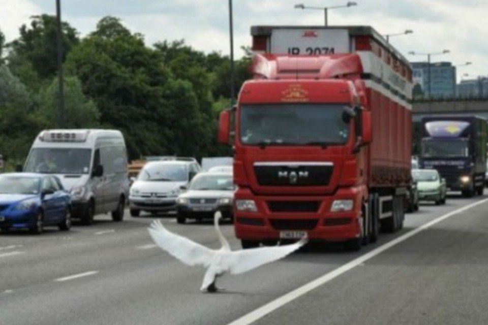 Estudo mostra que aves adequam voo à velocidade das estradas