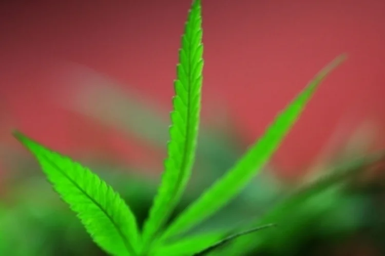 maconha (Getty Images)