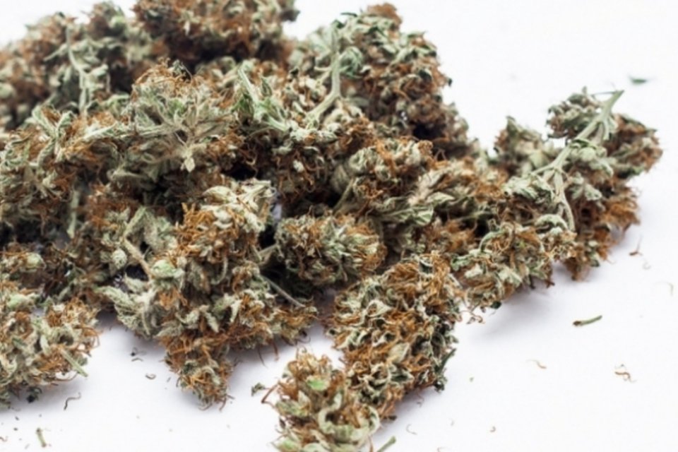 Preconceito e burocracia impedem pesquisa científica e uso da maconha medicinal
