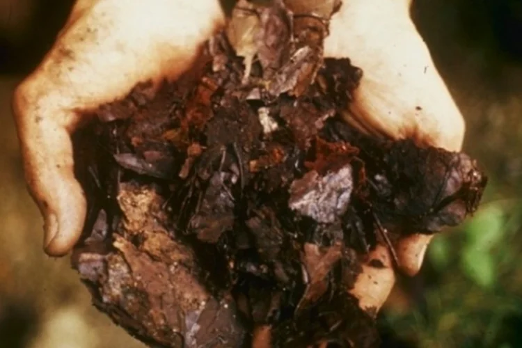 composto (Wikimedia Commons)