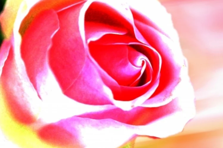 Rosa (sxc.hu)