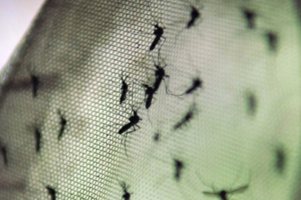 Brasil enfrentará primeiro verão com dengue e chikungunya