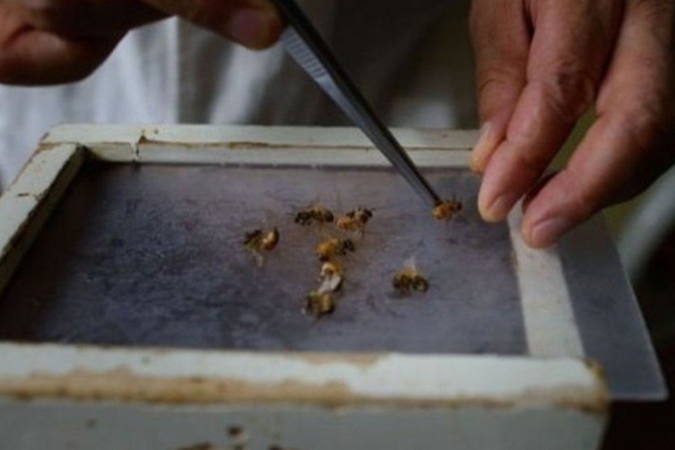China usa picadas de abelhas como tratamento alternativo