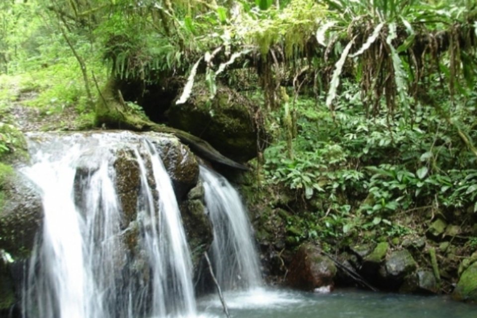 Quanto custa preservar a Mata Atlântica