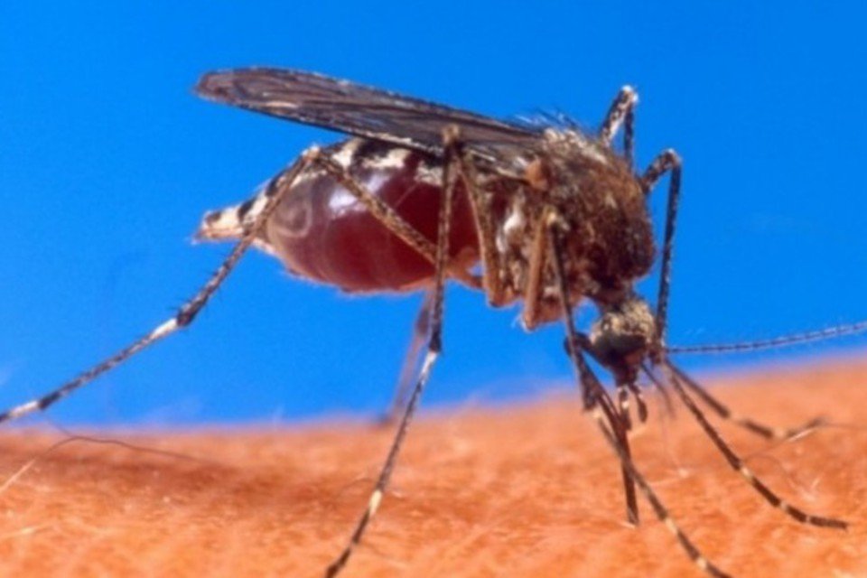Veja o que acontece quando um mosquito te pica