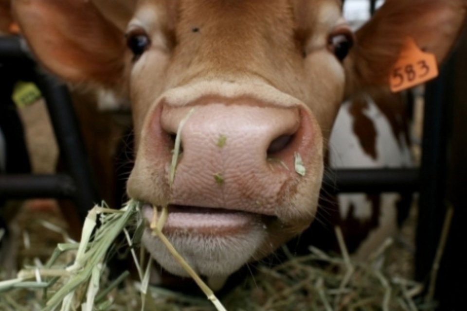 Por que a Cargill investiu em reconhecimento facial de vacas