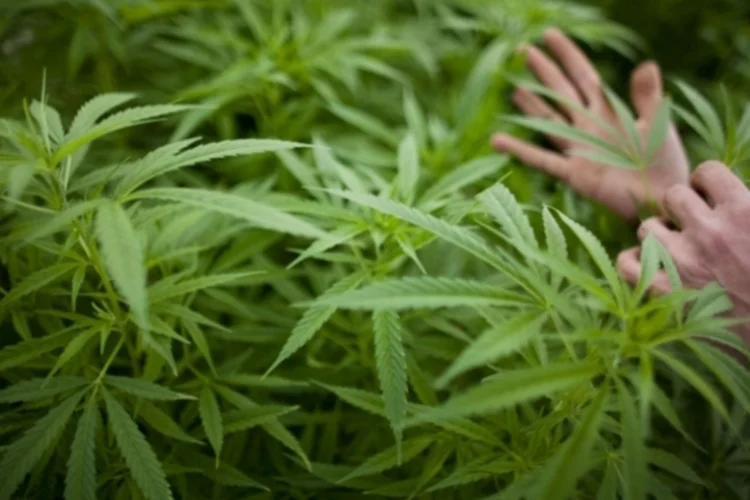 maconha