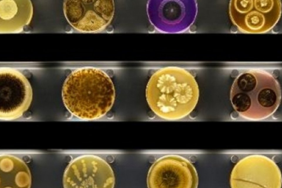 Inaugurado o primeiro zoológico de micróbios do mundo