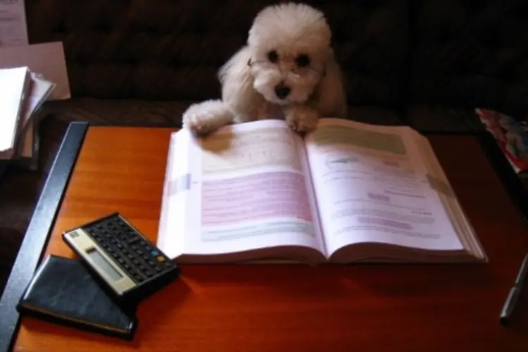Cão estuda para o vestibular (betta design/Photopin)