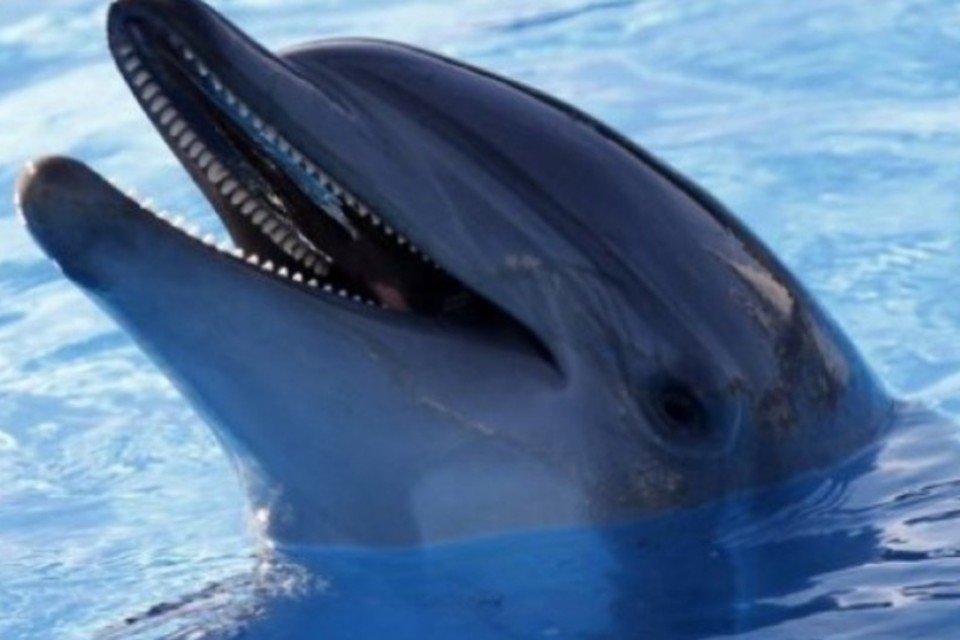 Morte de golfinhos nos EUA é atribuída a vírus similar ao do sarampo