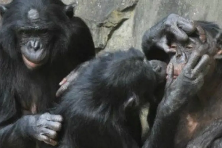 chimpanzé (afp.com / Georges Gobet)