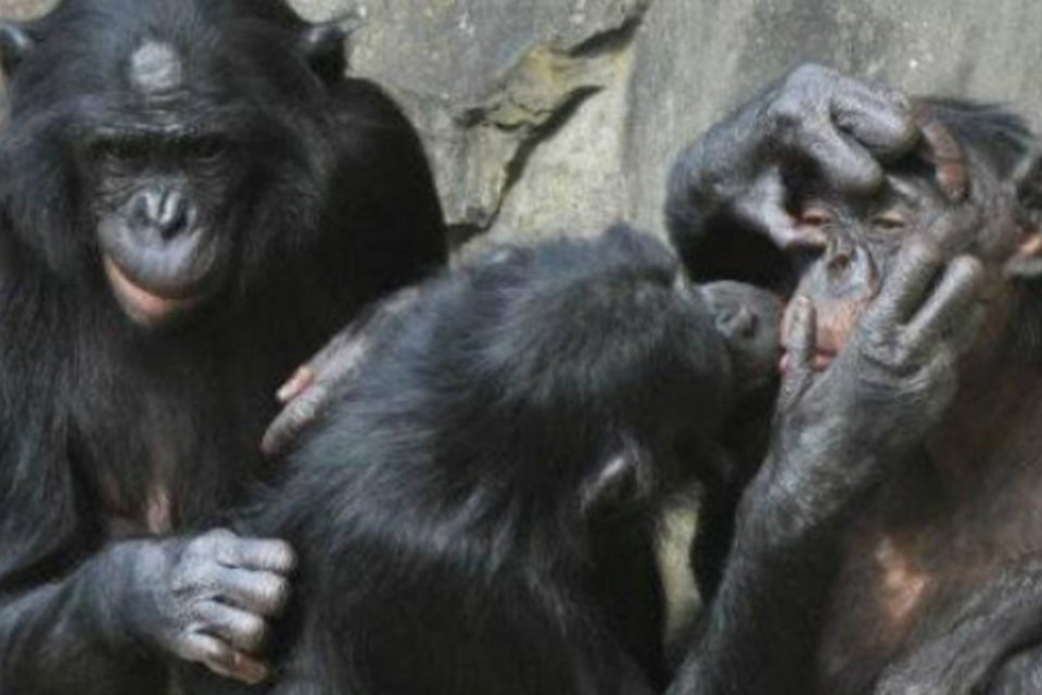 ONG pede que Justiça reconheça chimpanzé como pessoa