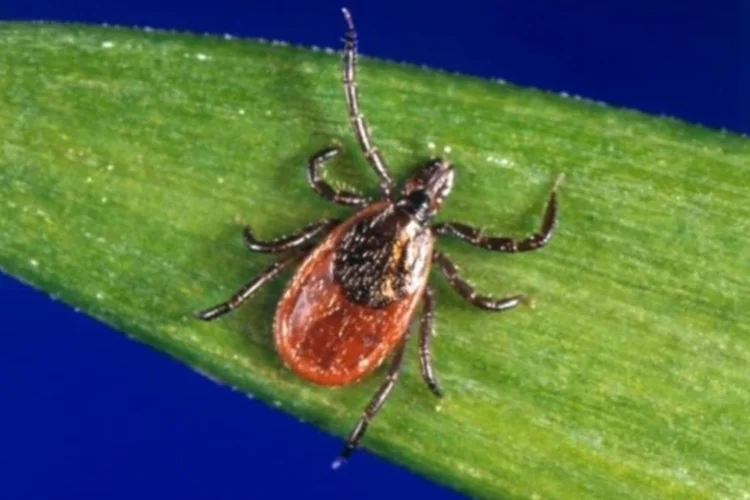 thogotovirus (Divulgação/CDC)