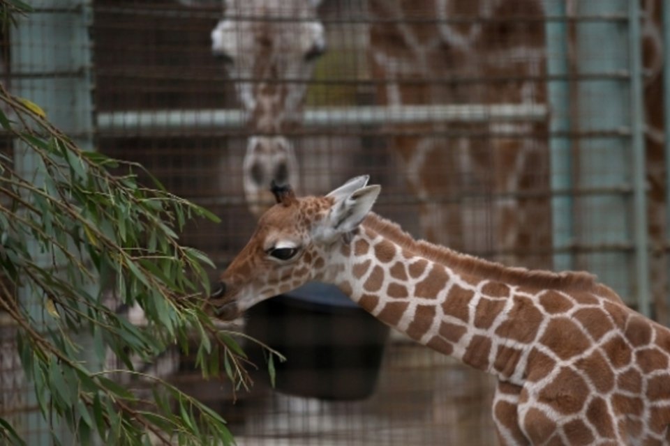 Translado pode colocar vida de girafa em risco, diz diretor do Zoológico do Rio