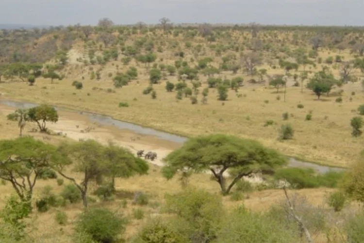 savana (Wikimedia Commons)
