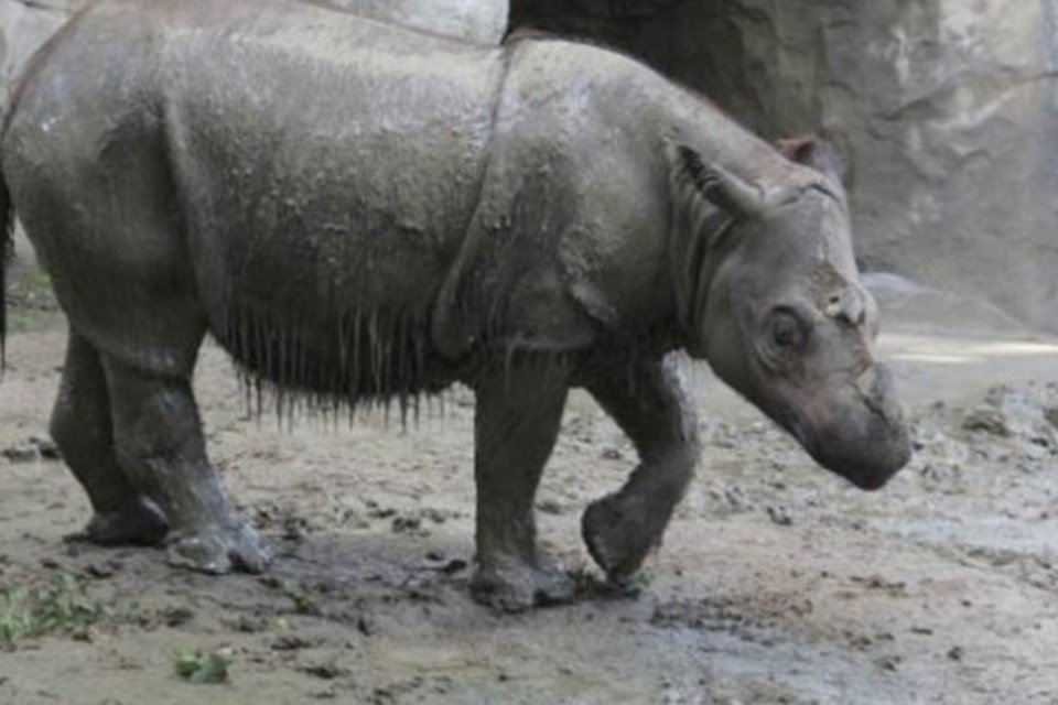 Zoológico americano tenta acasalar rinocerontes irmãos