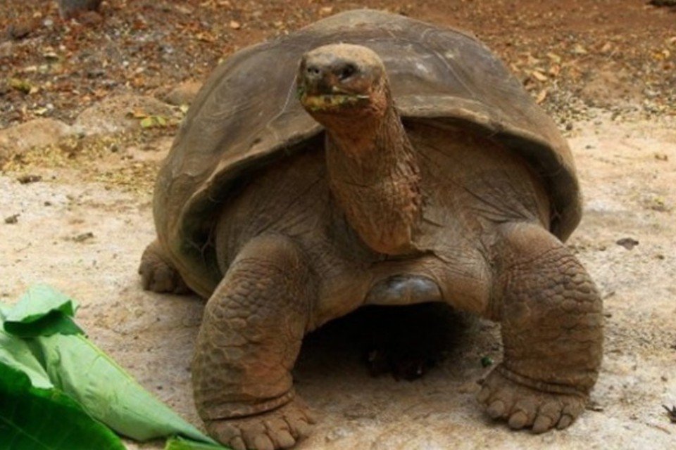 Pepe, "O Missionário", uma tartaruga com história em Galápagos