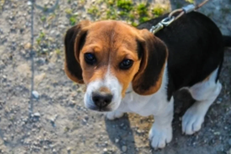 beagle (Morguefile.com)