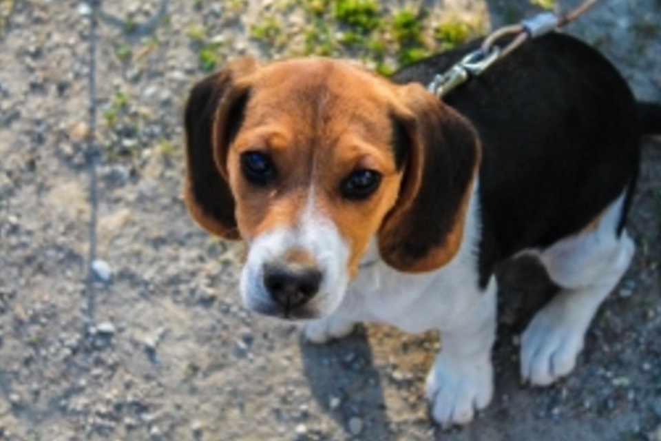 Resgate de beagles usados em testes causa comoção na web
