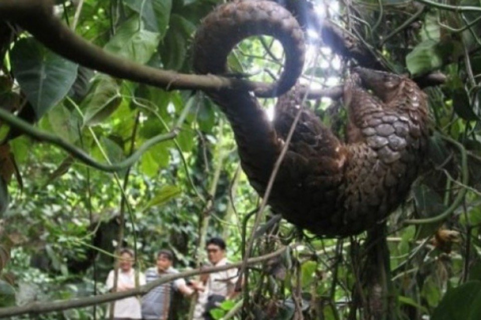 Apreendida no Vietnã carga de 6 toneladas de animais raros vivos