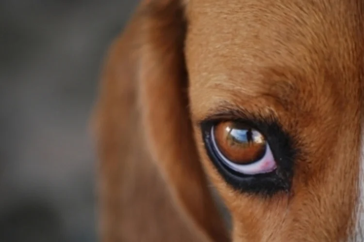 Beagle (sxc.hu)