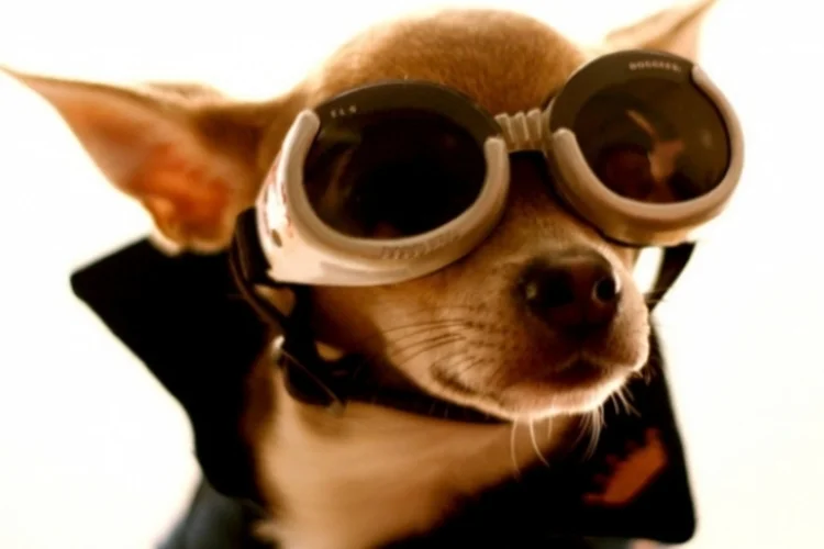 Cachorro (vyxle via Photopin)