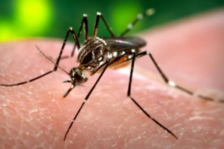 Aedes: o volume semanal é suficiente para tratar áreas urbanas com até 3 milhões de pessoas (Wikimedia Commons)