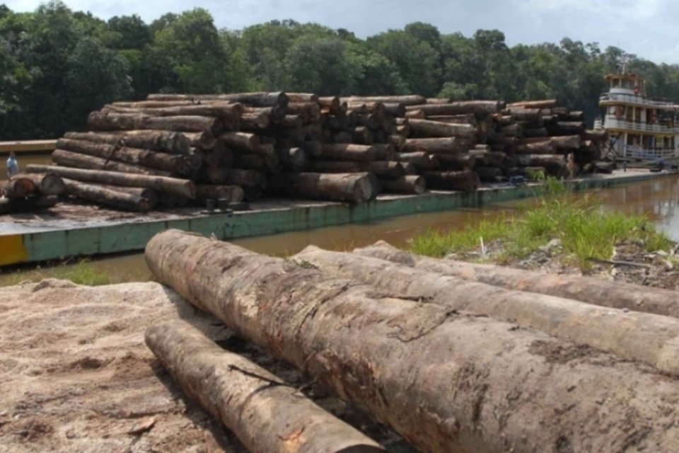 Nariz eletrônico identifica madeiras e pode ajudar no combate à extração ilegal