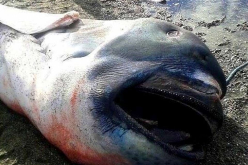Tubarão raríssimo de 4,5 metros é encontrado morto em praia nas Filipinas