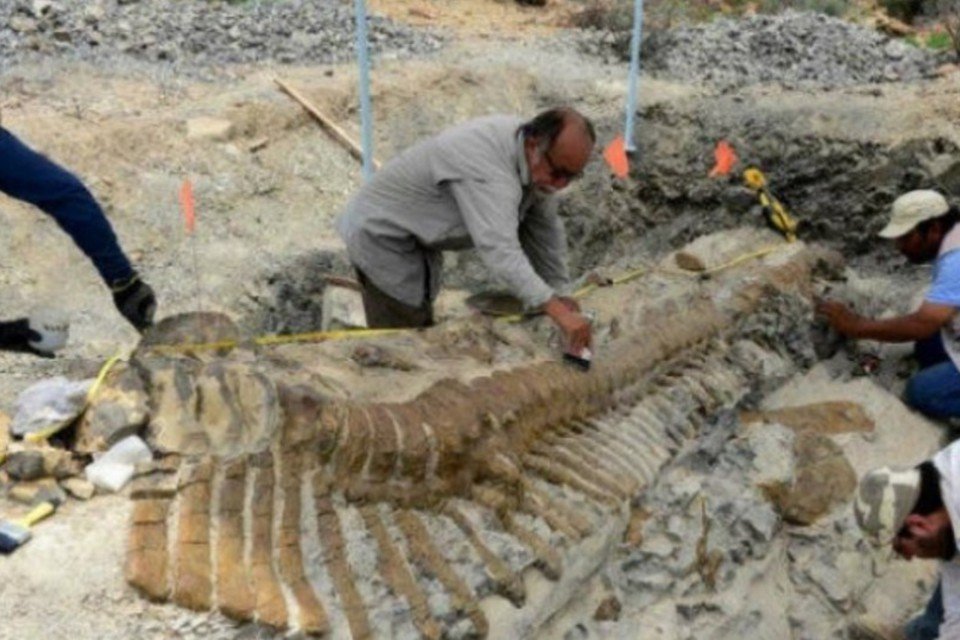Cientista recupera vértebras da cauda de dinossauro no México
