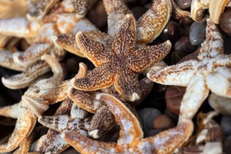 estrela do mar (Getty Images)