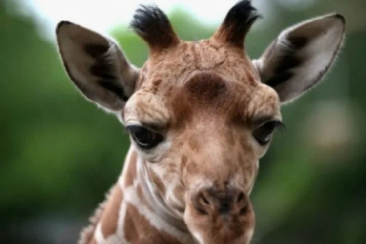 Girafas (AFP)