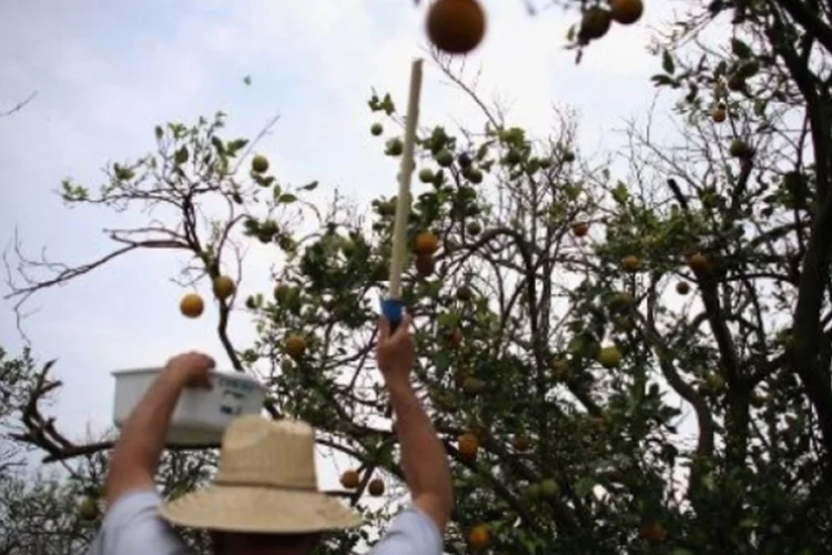 laranja (©afp.com / Joe Raedle)