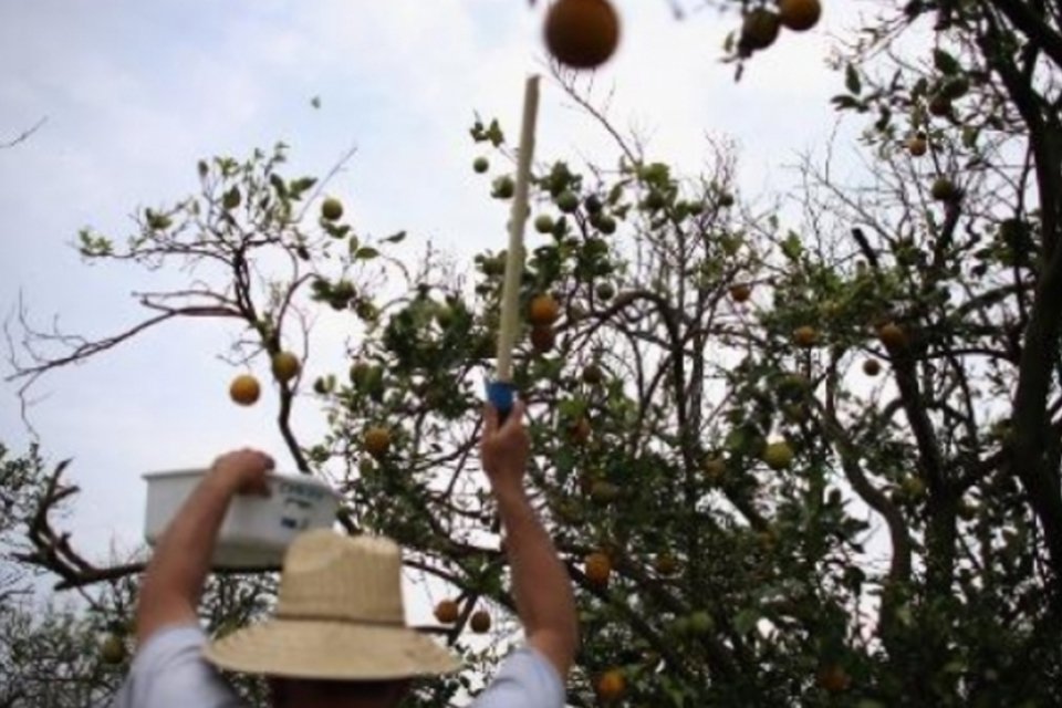Bactéria da Ásia ameaça laranjas da Flórida