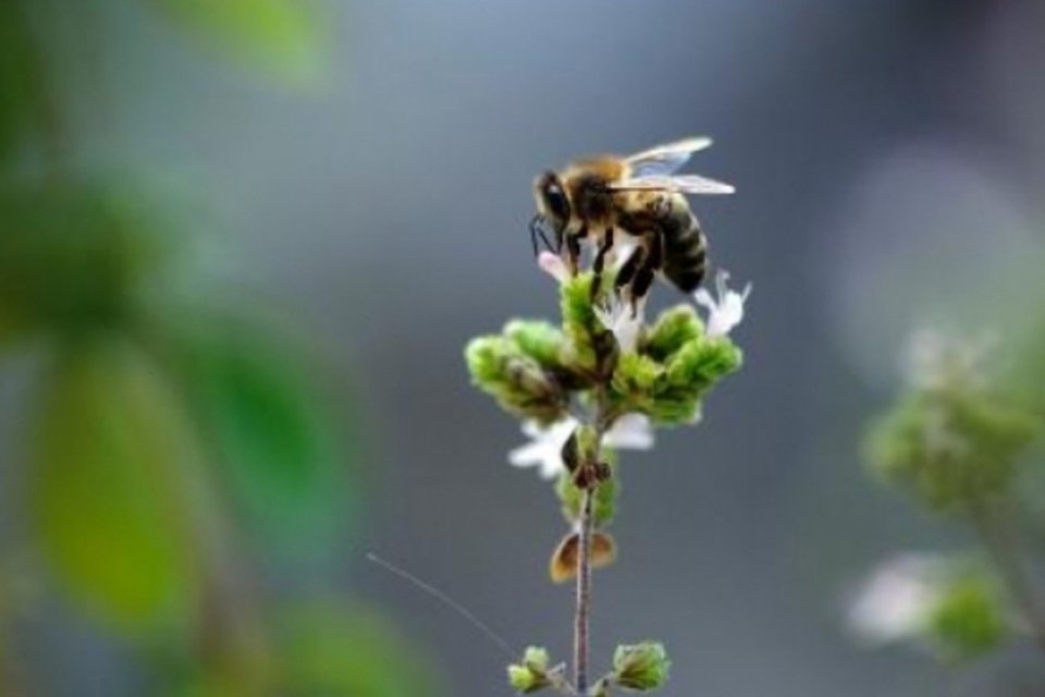 Poluentes de motores a diesel desorientam abelhas, mostra estudo