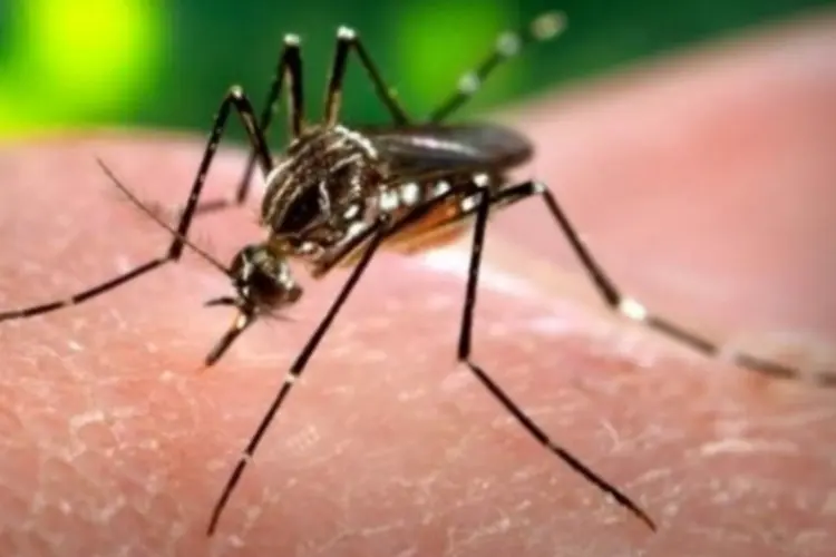 dengue (WikiCommons)