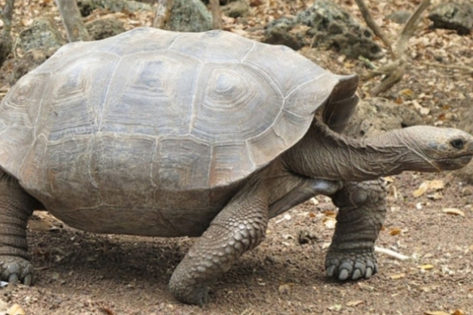 Turismo de Galápagos depende da sobrevivência das tartarugas gigantes