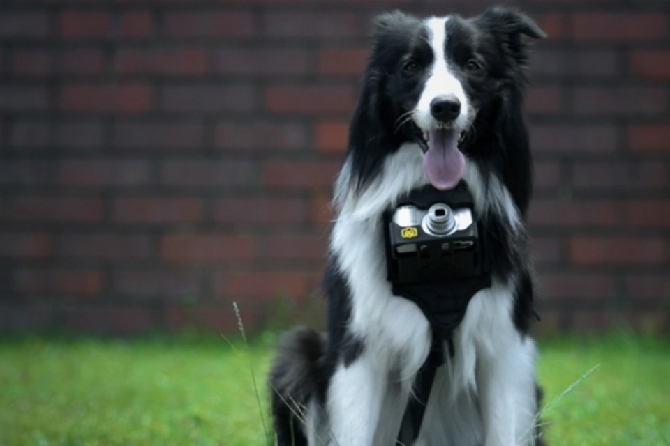Com essa câmera da Nikon, seu cachorro vai fotografar tudo o que ele gostar