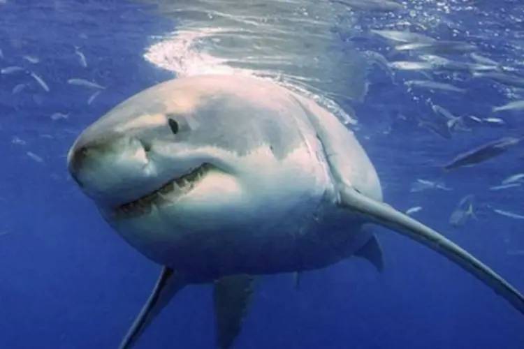 tubarões (Reuters)