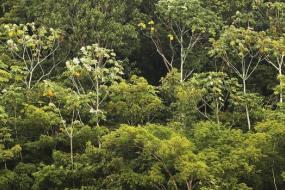 Governo lança plataforma que ajuda produtor a cumprir Código Florestal