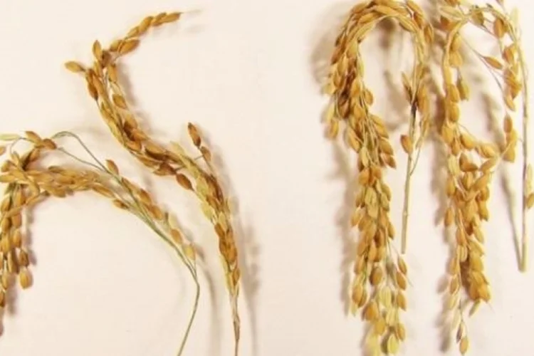 Arroz (Cortesia da Swedish University of Agricultural Sciences)