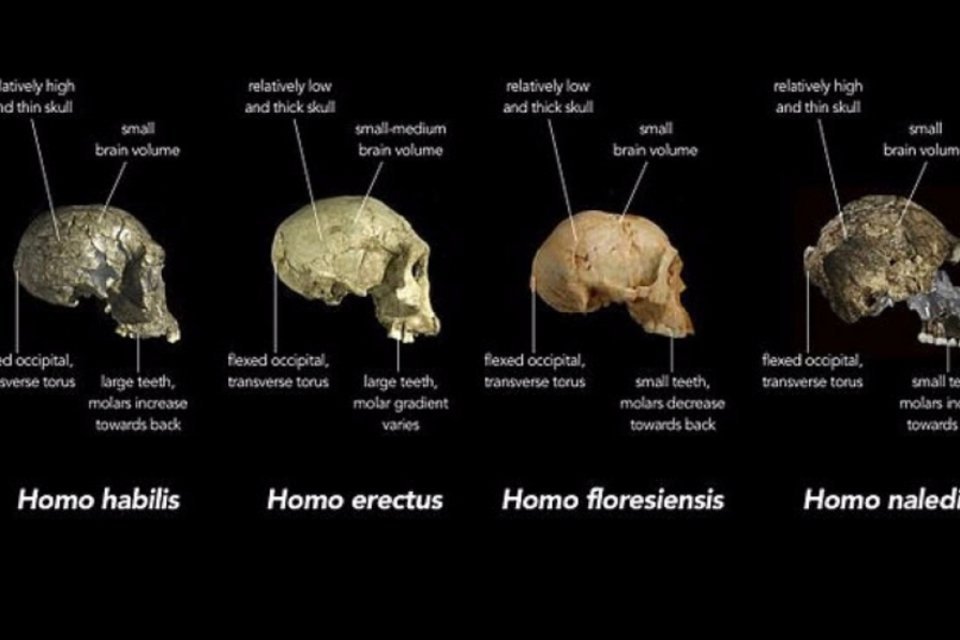 Natureza - Nova espécie de macaco 'loiro' é descoberta na África