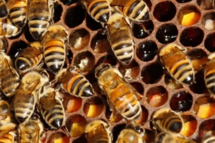 abelhas (Reuters)