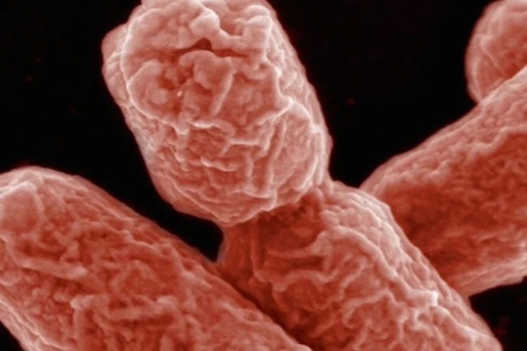bacteria (Getty Images)