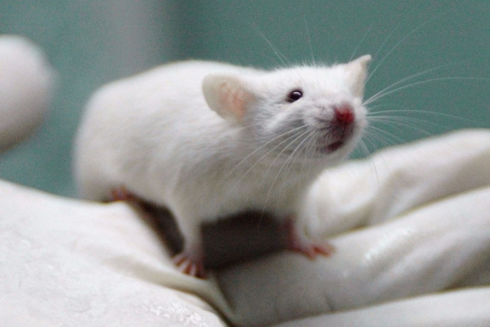 Cientistas elaboram vacina experimental que gera anticorpos do HIV em ratos
