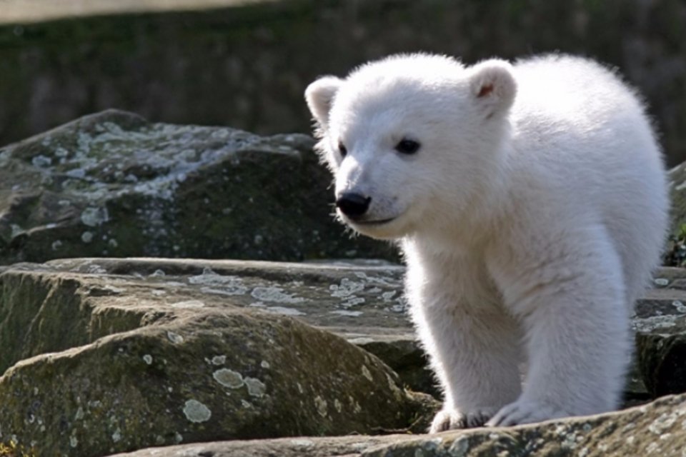 Pesquisadores resolvem mistério da morte do urso Knut