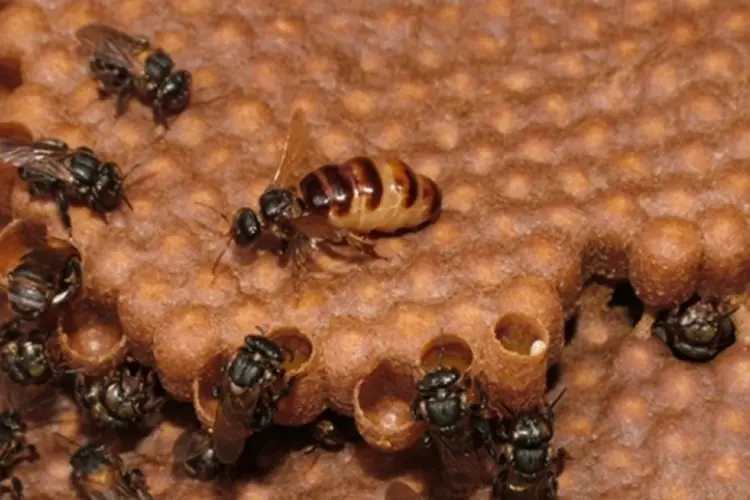 abelhas (Divulgação)