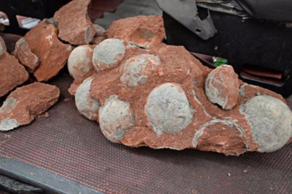 Encontrados ovos de dinossauro em canteiro de obras na China