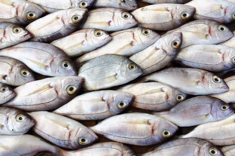 Peixe conhecido como "fóssil vivo" apresenta pulmão, diz estudo