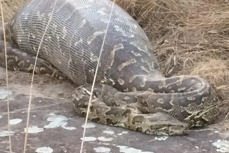 cobra (Divulgação/Facebook)